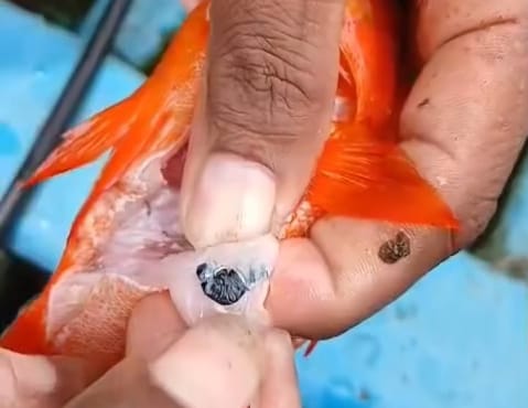 Nelayan Sagea-Kiya Temukan Benda Misterius di Perut Ikan Kerapu Merah