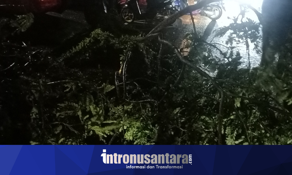 Batang Pohon Besar Tumbang, Badan Jalan di Kelurahan Siko Tertutup Sebagian