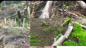 Kelompok Tani Pecewegu Harapkan Perhatian Pemda Halteng untuk Kebutuhan Pertanian